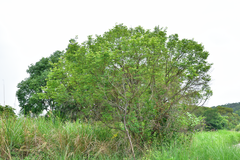 Bridelia tomentosa