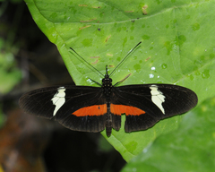 Heliconius clysonymus