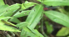 Pseudagrion pilidorsum