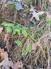 Woodsia obtusa