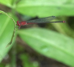 Pseudagrion pilidorsum