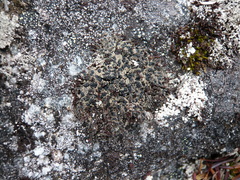 Frutidella caesioatra