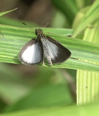 Aeromachus plumbeola