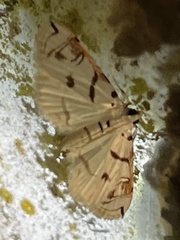 Neurophyseta
