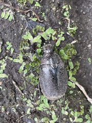 Leucopholis irrorata