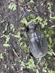 Leucopholis irrorata