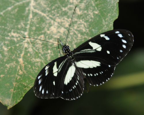 False zebra longwing