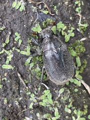 Leucopholis irrorata