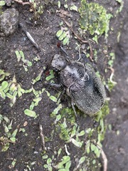 Leucopholis irrorata