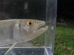 Opsariichthys bidens