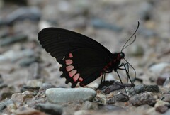 Parides erithalion