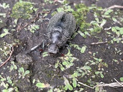 Leucopholis irrorata