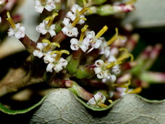 Olearia paniculata