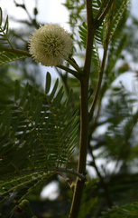 Leucaena