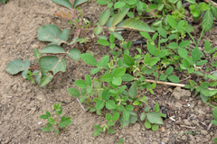 Cajanus scarabaeoides