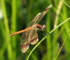 Sympetrum pedemontanum