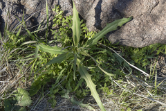 Caulanthus lasiophyllus