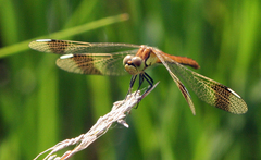 Sympetrum pedemontanum