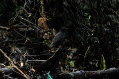 Myophonus borneensis