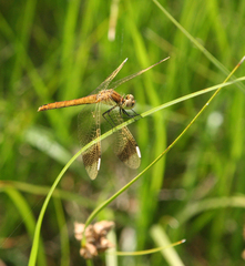 Sympetrum pedemontanum