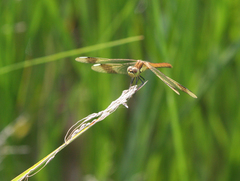 Sympetrum pedemontanum
