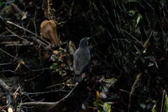 Myophonus borneensis