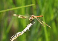Sympetrum pedemontanum