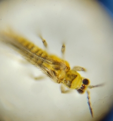 Sericothripidae
