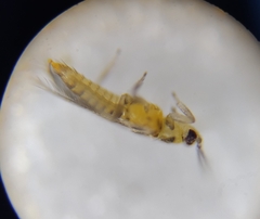 Sericothripidae