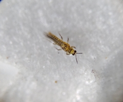 Sericothripidae