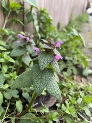 Lamium purpureum