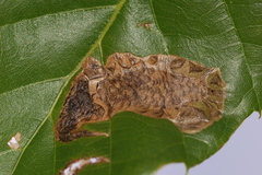 Coptotriche castaneaeella