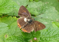 Heliophorus epicles