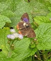 Heliophorus epicles
