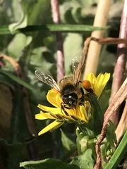 Apis mellifera