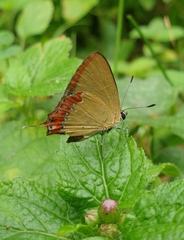 Heliophorus epicles