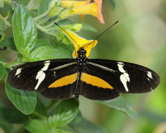 Heliconius clysonymus