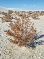 Allenrolfea occidentalis
