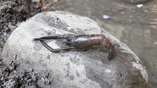 Macrobrachium brasiliense