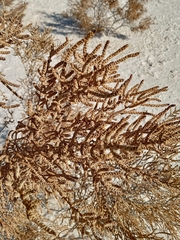 Allenrolfea occidentalis