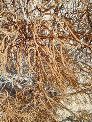 Allenrolfea occidentalis