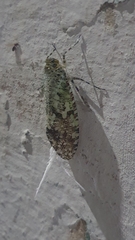 Phenax variegata