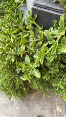 Mesembryanthemum cordifolium