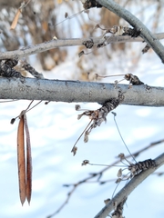 Caragana arborescens