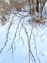 Caragana arborescens