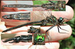 Somatochlora williamsoni