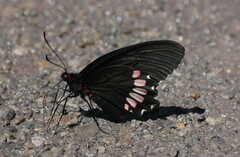 Parides erithalion