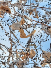 Hackelia deflexa americana