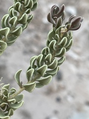 Mortonia utahensis