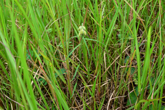 Crotalaria sessiliflora